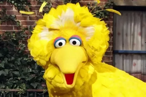 big bird.webp